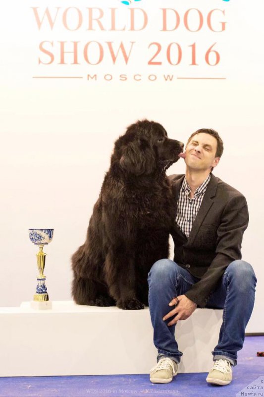 Фото: ньюфаундленд Love Inside Your Soul Moon Bear (Love Inside Your Soul Moon Bear)