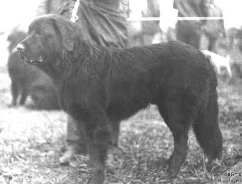 Фото: ньюфаундленд Erosh Zlaul' Terra Nova (Ерош Злауль Терра Нова)