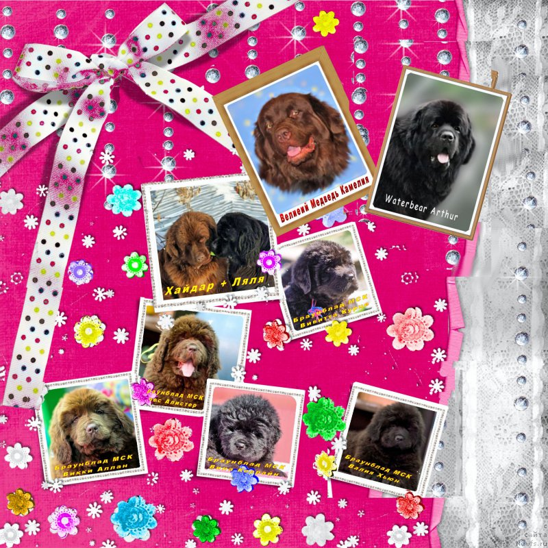 Фото: ньюфаундленд Velikiy Medved' Kameliya (Великий Медведь Камелия), ньюфаундленд Waterbear Arthur, ньюфаундленд Brownblood MSK Hakim Gold Haydar (Браунблад МСК Хаким Голд Хайдар), ньюфаундленд N'yufort Lapochka Dochka (Ньюфорт Лапочка Дочка), ньюфаундленд Brownblood MSK Veles Alister (Браунблад МСК Велес Алистер), ньюфаундленд Brownblood MSK Vikki Allan (Браунблад МСК Викки Аллан), ньюфаундленд Braunblad MSK Vivitta Kurce (Браунблад МСК Вивитта Курце), ньюфаундленд Braunblad MSK Vina Korrayn (Браунблад МСК Вина Коррайн), ньюфаундленд Braunblad MSK Valiya H'yun (Браунблад МСК Валия Хьюн)