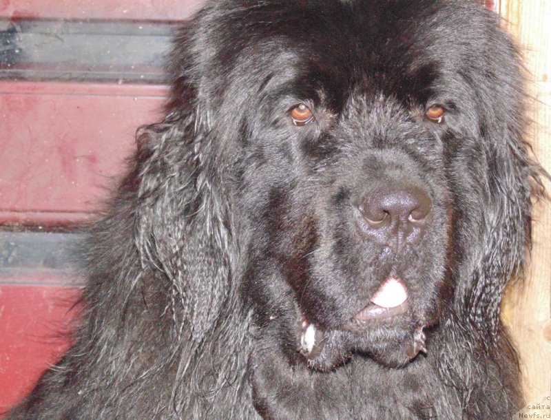 Фото: ньюфаундленд Super Premium Ular (Супер Премиум Улар)