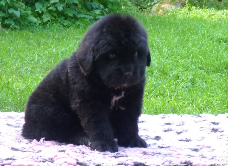 Фотография № 209620