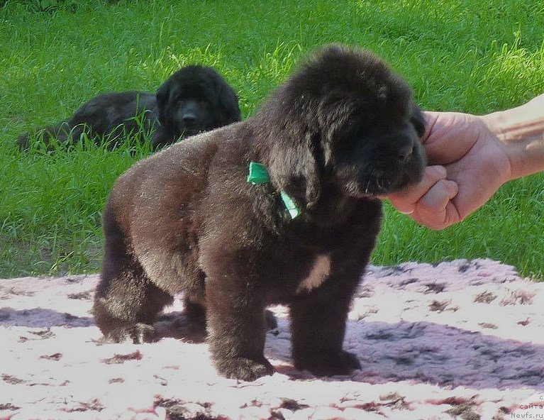 Фотография № 209625