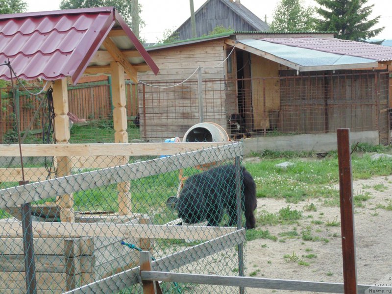 Фото: ньюфаундленд Super Premium Ular (Супер Премиум Улар)