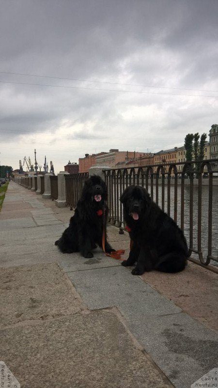 Фото: ньюфаундленд Tsinnamon Bel' Fra Sharmel iz Arkaima (Циннамон БельФра Шармэль из Аркаима), ньюфаундленд Belkonder-Club Bella Renaissance (Белкондер-Клаб Белла Ренессанс)