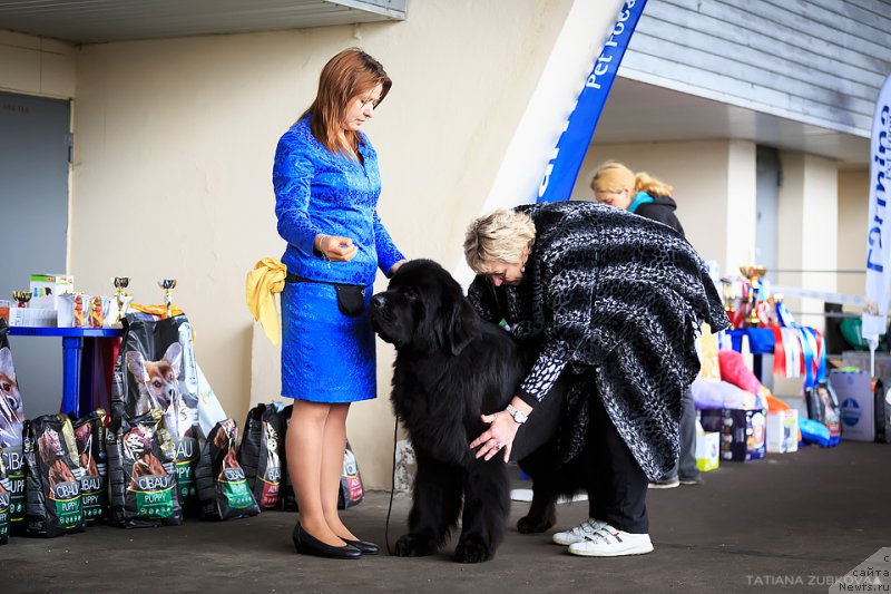 Фото: ньюфаундленд Beguschaya po Volnam CHicharitto (Бегущая по Волнам Чичаритто)