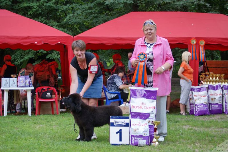 Фото: ньюфаундленд Terra Viktoriya Bogemnaya L'vica (Терра Виктория Богемная Львица)