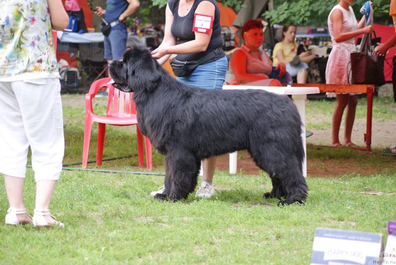 Фото: ньюфаундленд Myelman SHerstistyiy Mamont (Мэлман Шерстистый Мамонт)