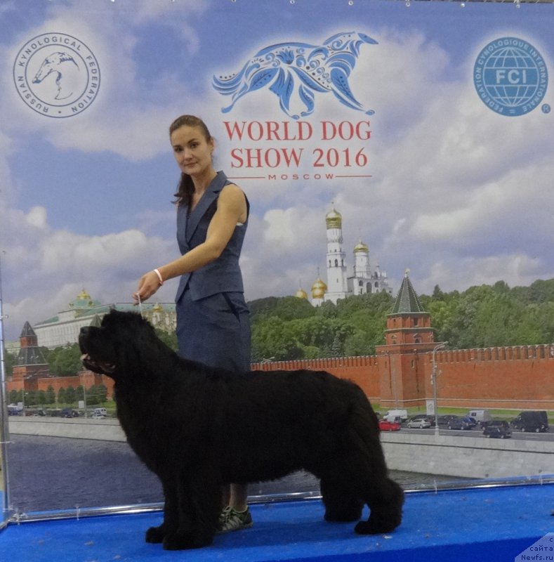 Фото: ньюфаундленд N'yufort Carica Nochi (Ньюфорт Царица Ночи), Kseniya Novikova (Ксения Новикова)