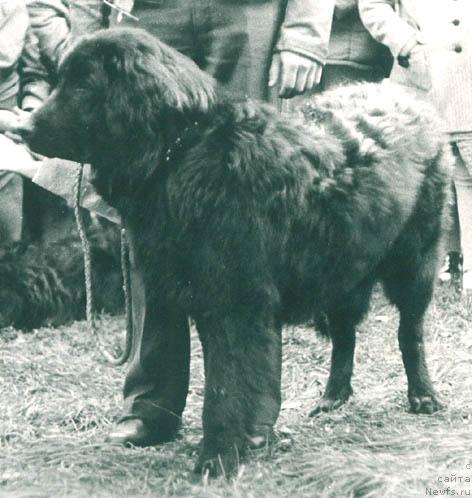 Фото: ньюфаундленд Tim (Тим)