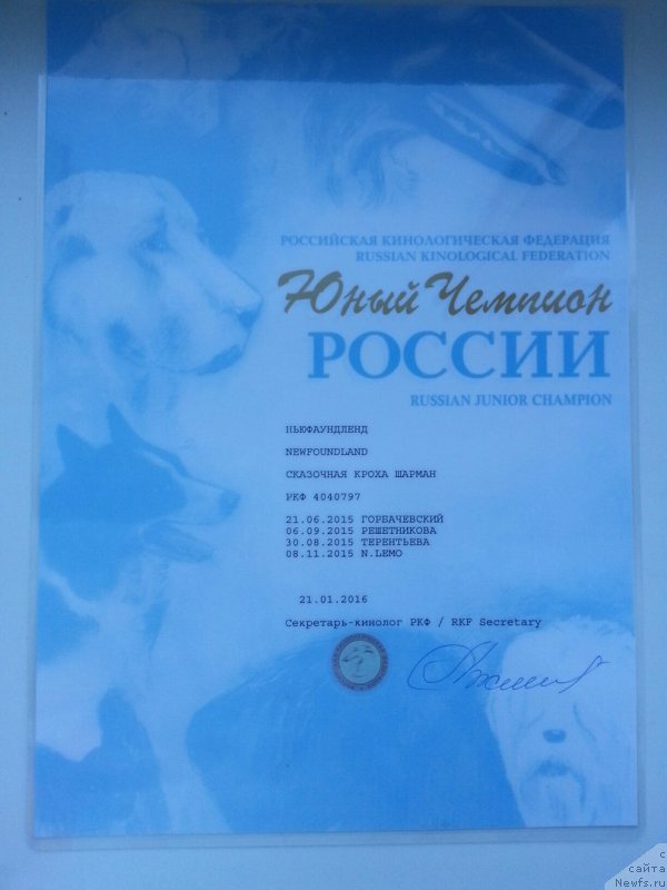 Фото: ньюфаундленд Skazochnaya Kroha SHarman (Сказочная Кроха Шарман)