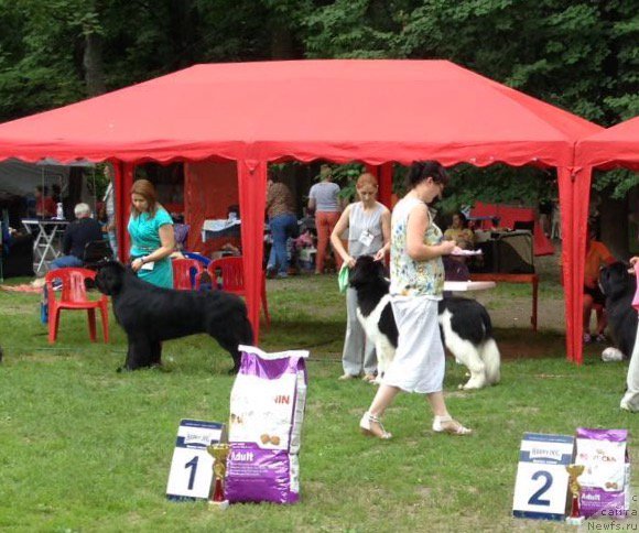 Фото: ньюфаундленд Beguschaya po Volnam CHicharitto (Бегущая по Волнам Чичаритто), ньюфаундленд Super Bizon Maestro (Супер Бизон Маэстро)