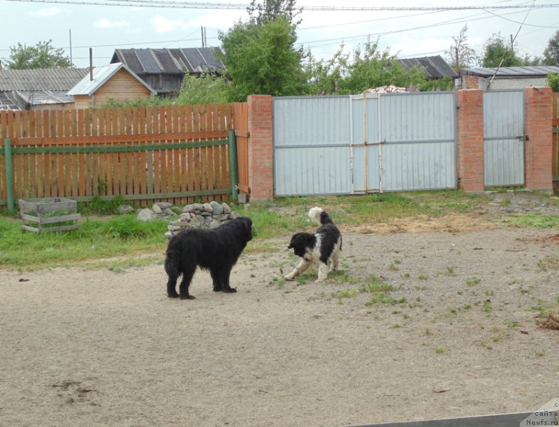 Фото: ньюфаундленд Super Premium Ular (Супер Премиум Улар)