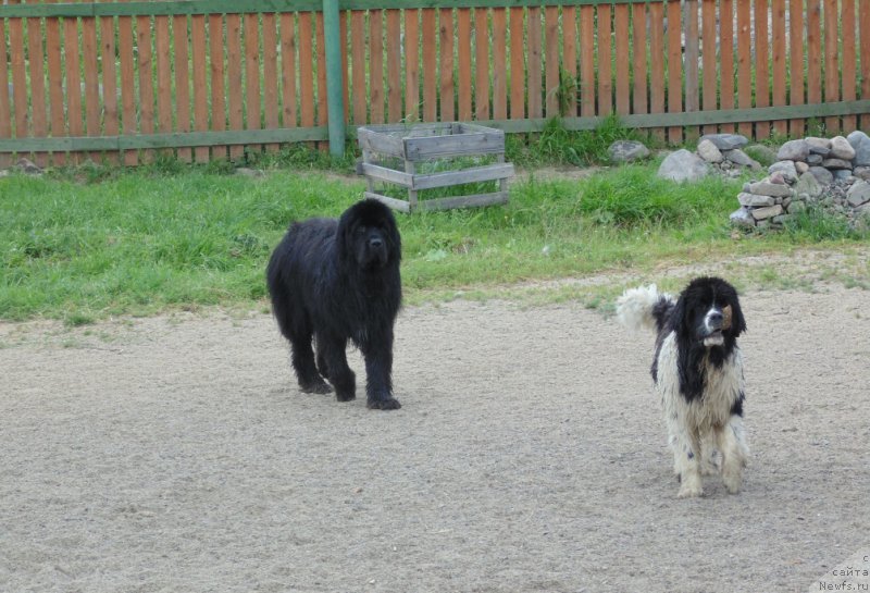 Фото: ньюфаундленд Baffi ot Karel'skih Medvedey (Баффи от Карельских Медведей)