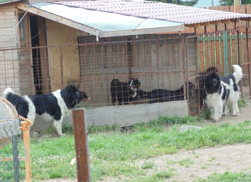 Фото: ньюфаундленд Stepnaya Pal'mira Edinstvennyiy Moy (Степная Пальмира Единственный Мой)