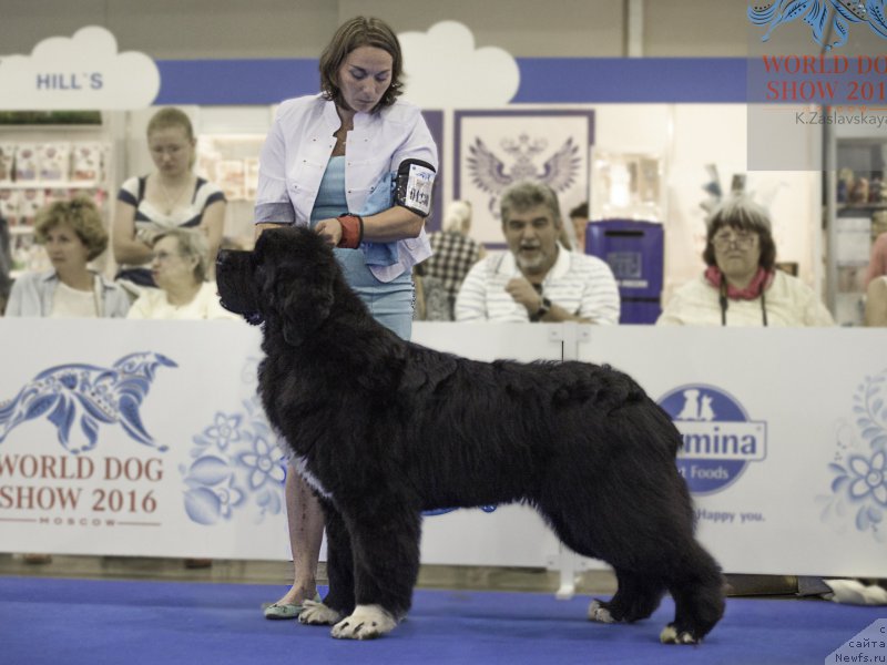Фото: ньюфаундленд Piternyuf Omnia Vincet Amor (Питерньюф Омниа Винсет Амор)