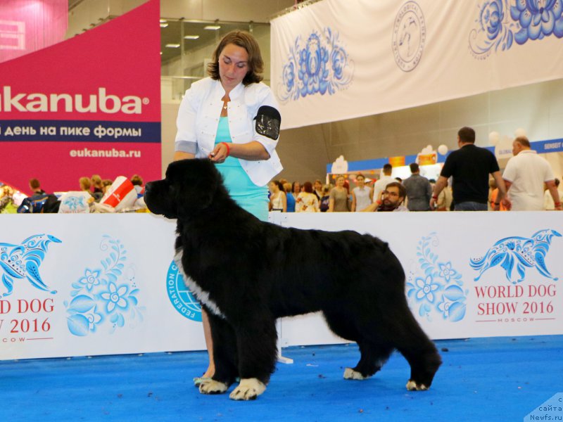 Фото: ньюфаундленд Piternyuf Omnia Vincet Amor (Питерньюф Омниа Винсет Амор)