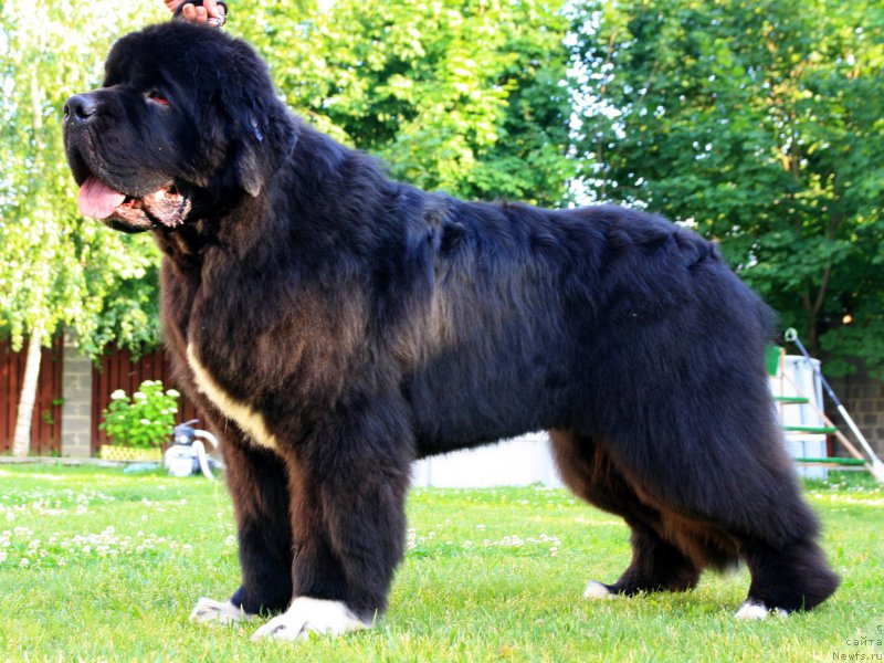 Фото: ньюфаундленд Piternyuf Omnia Vincet Amor (Питерньюф Омниа Винсет Амор)