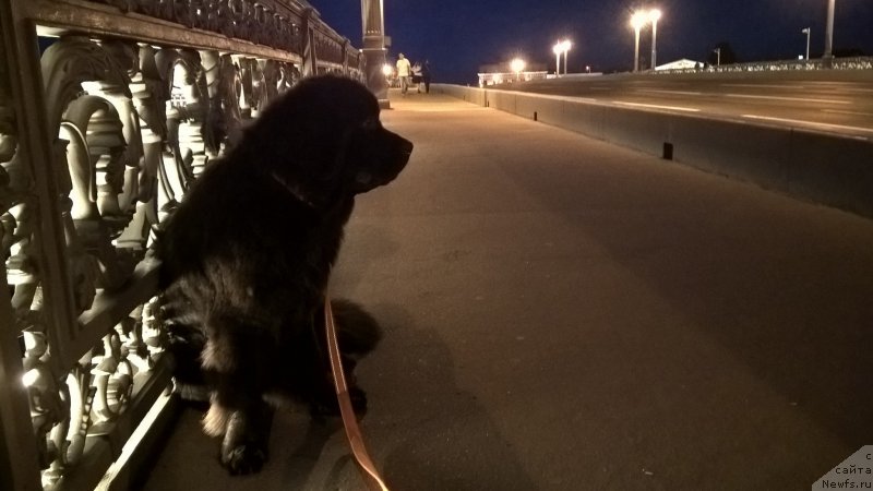 Фото: ньюфаундленд Belkonder-Club Bella Renaissance (Белкондер-Клаб Белла Ренессанс)