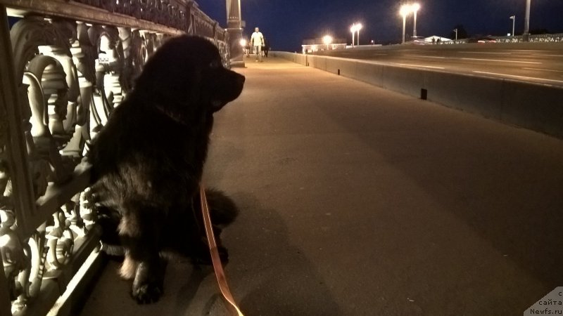 Фото: ньюфаундленд Belkonder-Club Bella Renaissance (Белкондер-Клаб Белла Ренессанс)