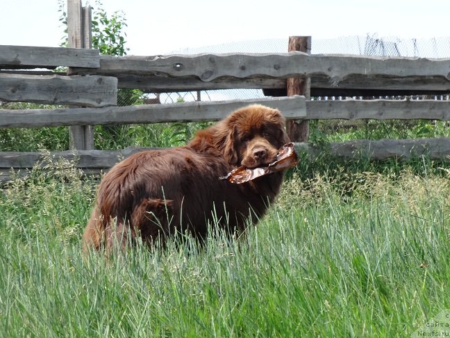 Фото: ньюфаундленд Funnewf Avalon (Фанньюф Авалон)