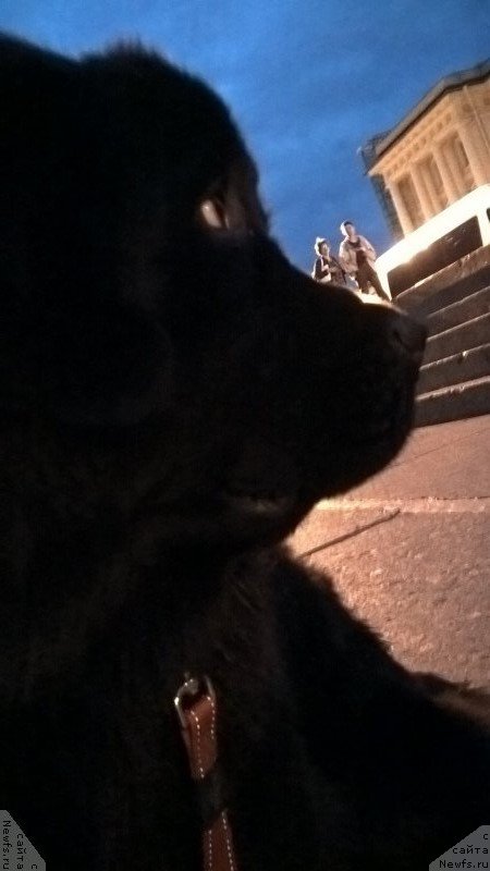 Фото: ньюфаундленд Belkonder-Club Bella Renaissance (Белкондер-Клаб Белла Ренессанс)