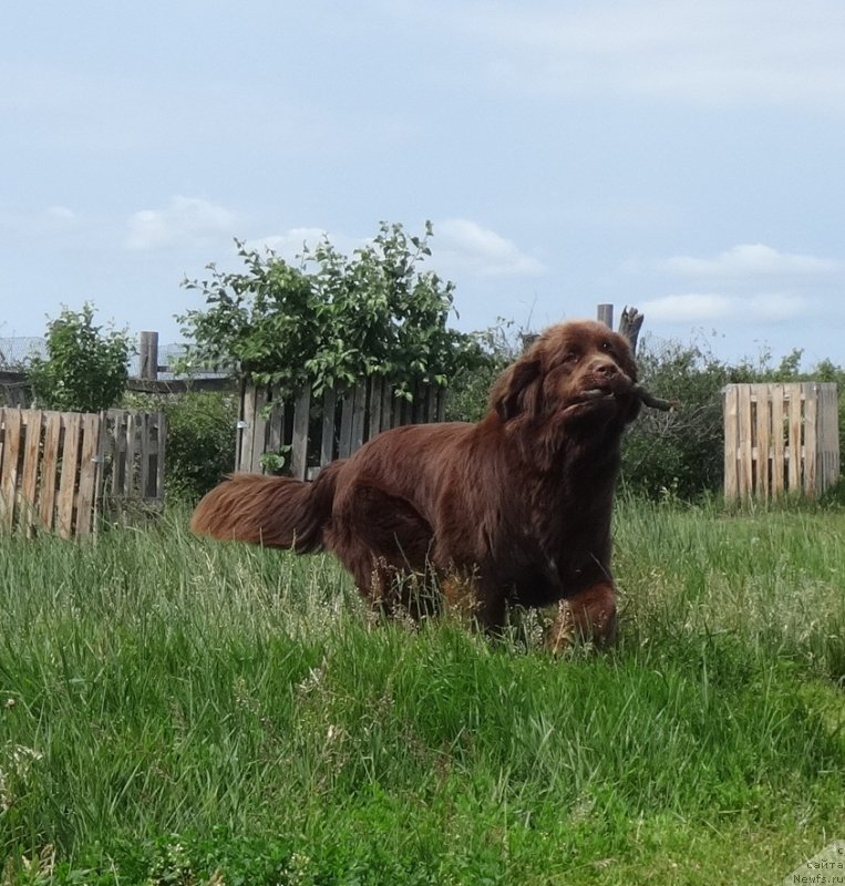 Фото: ньюфаундленд Funnewf Avalon (Фанньюф Авалон)