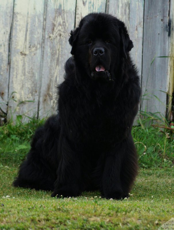 Фото: ньюфаундленд Mascot of My Dreams (Маскот оф Май Дримс)