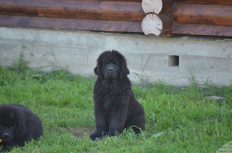 Фото: ньюфаундленд Terra Viktoriya Bogemnaya L'vica (Терра Виктория Богемная Львица)