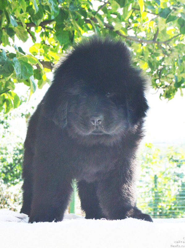 Фотография № 209758