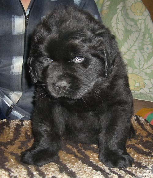 Фото: ньюфаундленд Krasivaya Zateya (Красивая Затея)