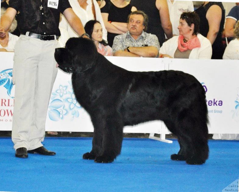 Фото: ньюфаундленд Valeur Absolue Dinastiya Soverchenstva