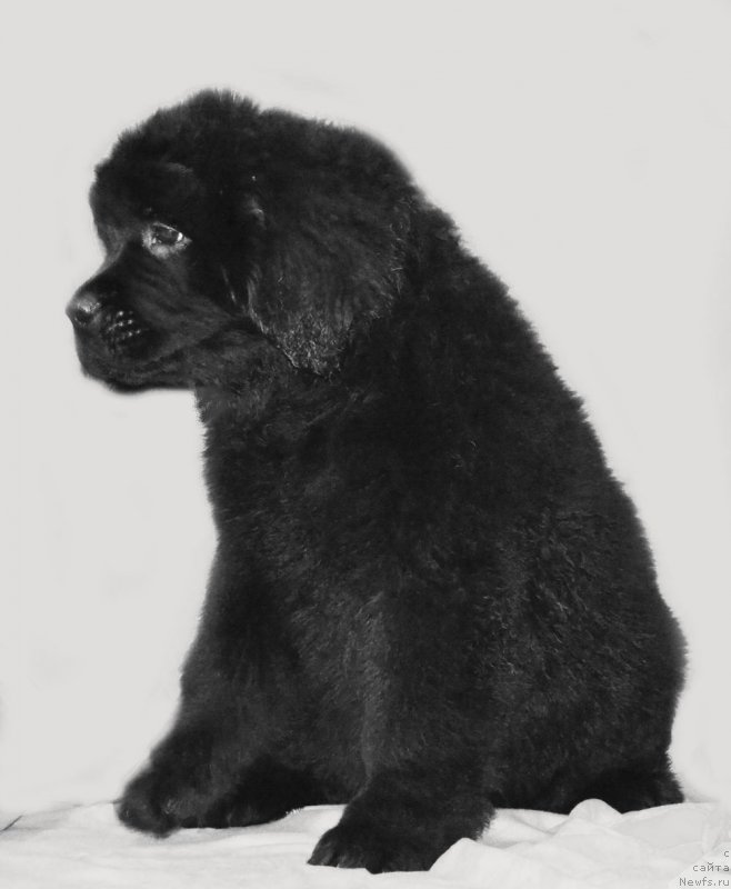 Фотография № 209788