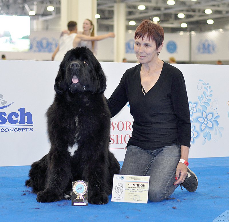 Фото: ньюфаундленд Beguschaya po Volnam Frozen Beauty (Бегущая по Волнам Фрозен Веату)