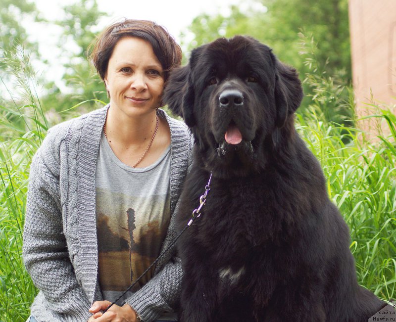 Фото: ньюфаундленд Beguschaya po Volnam Viceroy (Бегущая по Волнам Вицерой), Elena Snigereva (Елена Снигерева)