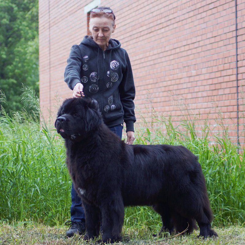 Фото: ньюфаундленд Beguschaya po Volnam Bravo Bravissimo (Бегущая по Волнам Браво Брависсимо)