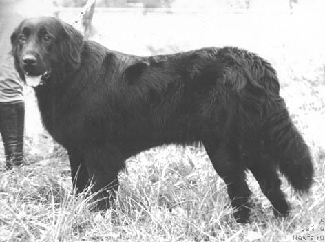 Фото: ньюфаундленд Adana Basti (Адана Басти)