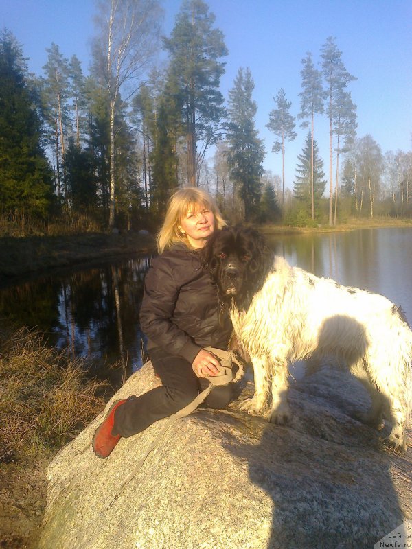 Фото: ньюфаундленд Amrita ot Karel'skih Medvedey (Амрита от Карельских Медведей), Ol'ga Starosedyih (Ольга Староседых)