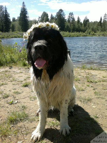 Фото: ньюфаундленд Amrita ot Karel'skih Medvedey (Амрита от Карельских Медведей), Ol'ga Starosedyih (Ольга Староседых)