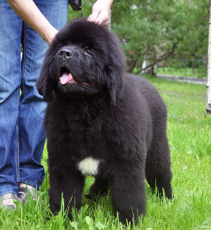 Фотография № 209808