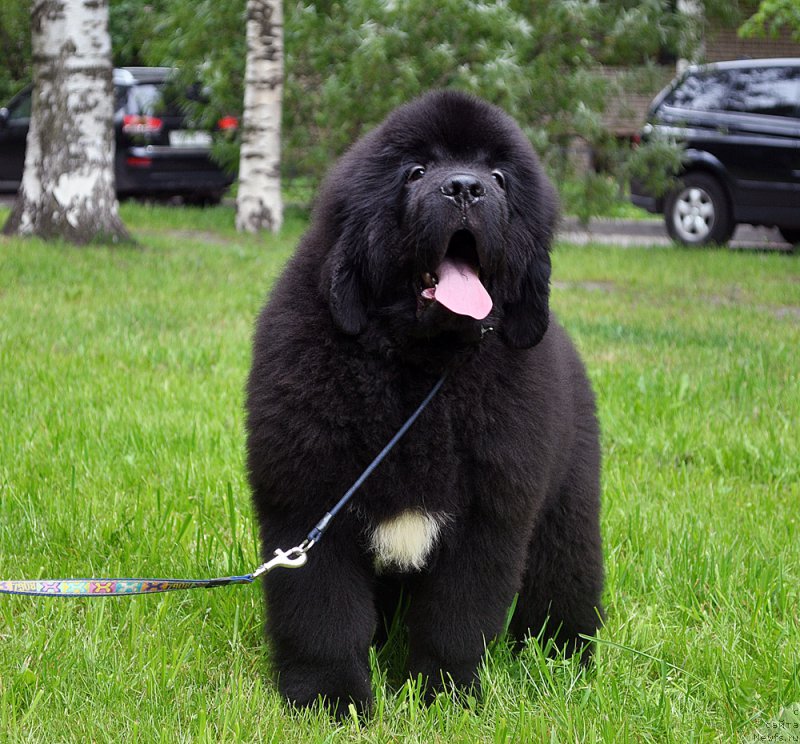 Фотография № 209809