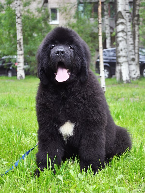 Фотография № 209811