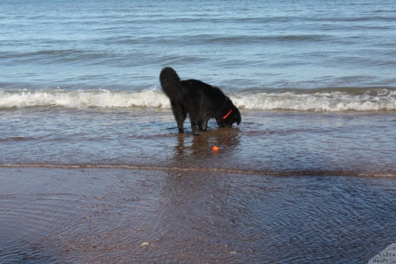 Фото: ньюфаундленд Tata Vialiki Miadzvedz