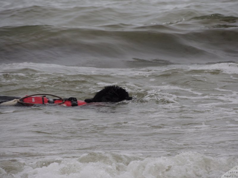 Фото: ньюфаундленд Tata Vialiki Miadzvedz