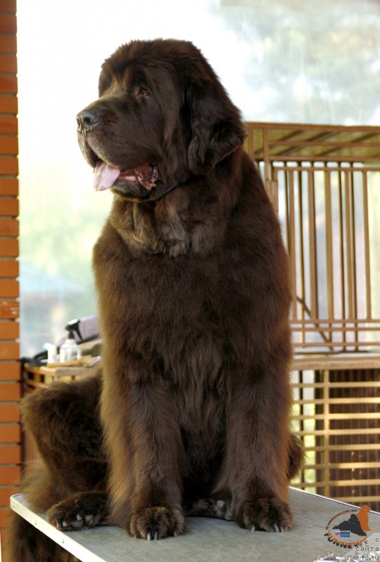 Фото: ньюфаундленд Funnewf Gospozha Udacha (Фанньюф Госпожа Удача)