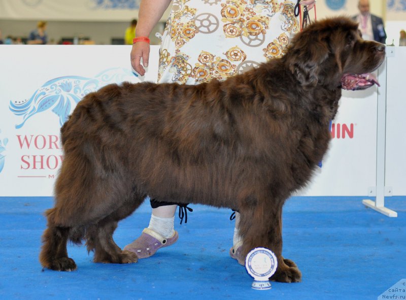 Фото: ньюфаундленд Funnewf Gospozha Udacha (Фанньюф Госпожа Удача)