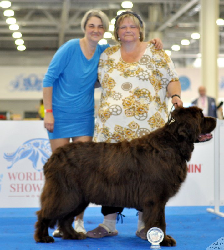 Фото: ньюфаундленд Funnewf Gospozha Udacha (Фанньюф Госпожа Удача), Ol'ga Braslavskaya (Ольга Браславская), Natal'ya Malinina (Наталья Малинина)