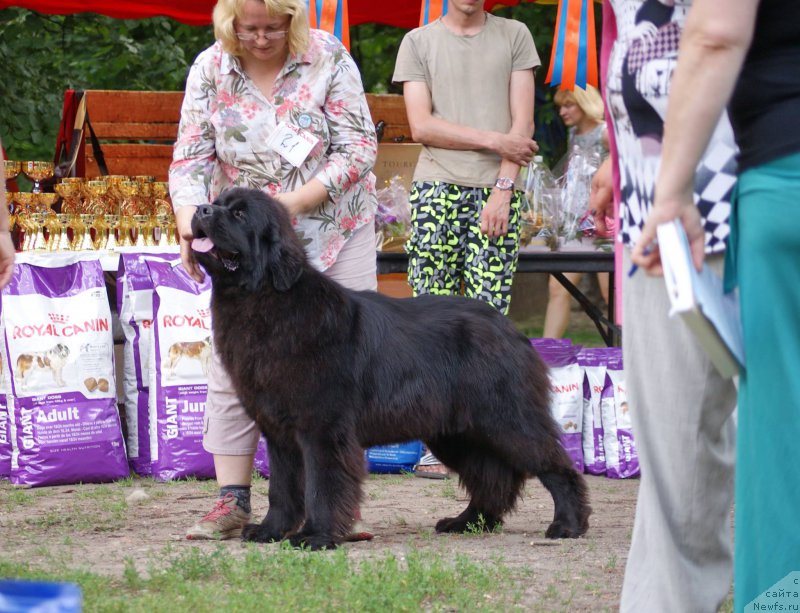 Фото: ньюфаундленд Smigar Yungfrau Yuliana (Смигар Юнгфрау Юлиана)