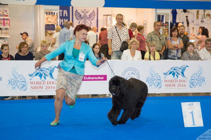 Фото: ньюфаундленд Ermak s Berega Dona (Ермак с Берега Дона), Varvara Ryibalova (Варвара Рыбалова)