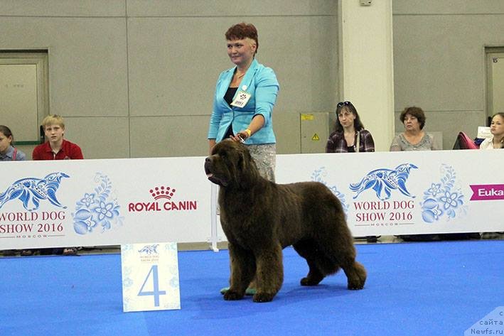 Фото: ньюфаундленд Esaul s Berega Dona (Есаул с Берега Дона), Varvara Ryibalova (Варвара Рыбалова)