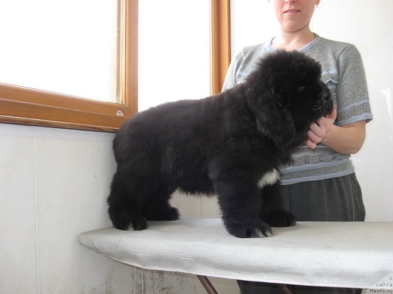 Фото: ньюфаундленд Majestic Goodsoul Nait'End'Dey (Мэджестик Гудсоул Найт энд Дэй)